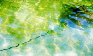 Stood on and got stung by a stingray (luckily not this one with over a 2 foot tail)!!!